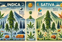 indica sativa unterschied