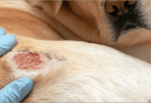5 Häufigen Hunden