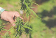 Cannabissamen