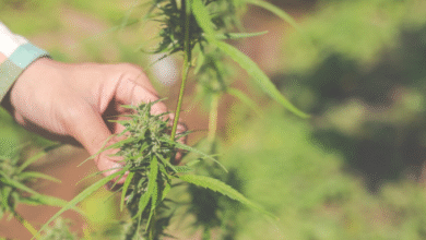 Cannabissamen