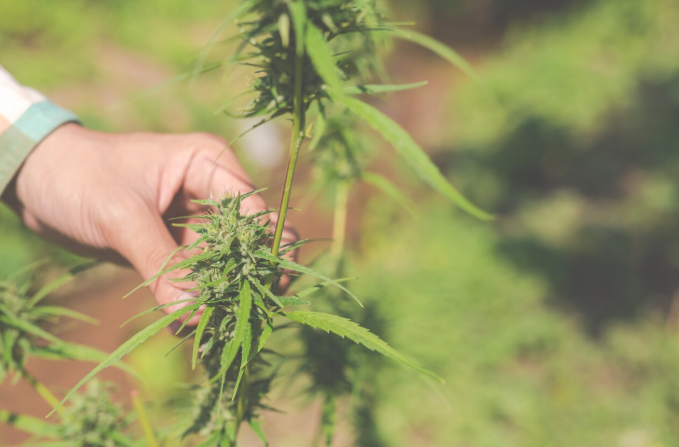 Cannabissamen