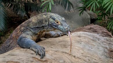 Komodo