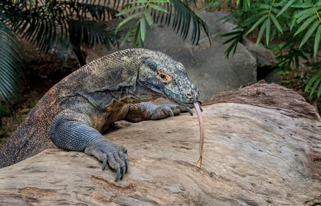 Komodo