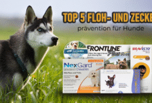 für Hunde