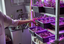 LED Grow Lampen: Ein einfacher Leitfaden für den Einstieg