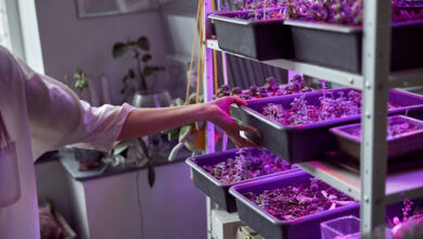 LED Grow Lampen: Ein einfacher Leitfaden für den Einstieg