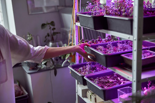 LED Grow Lampen: Ein einfacher Leitfaden für den Einstieg