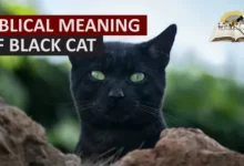 Alles, was Sie über die Blackcat Firm wissen müssen