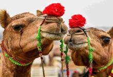 Rajasthan
