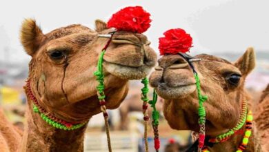 Rajasthan